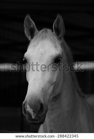 Portrait white racehorse 3