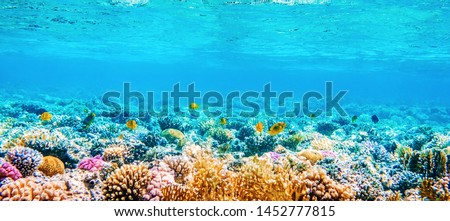 Beautifiul underwater panoramic view with tropical fish and coral reefs Сток-фото © 