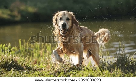 Similar – Image, Stock Photo Cute dog near sea beach