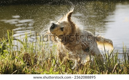 Similar – Image, Stock Photo Cute dog near sea beach