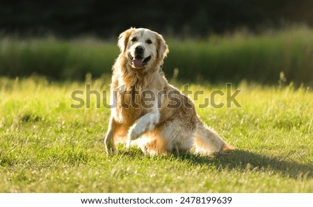 Similar – Foto Bild Bezaubernder Golden Retriever Hund im gelben Feld bei Sonnenuntergang. Wunderschönes Porträt eines jungen Hundes. Haustiere im Freien und Lebensstil