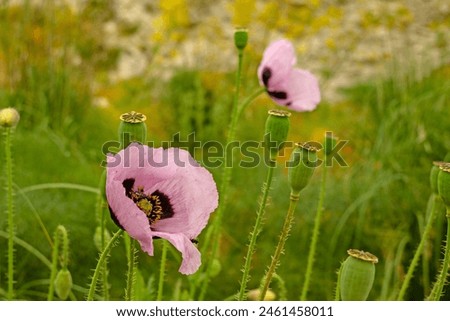 Similar – Foto Bild Feld mit rotvioletten Mohnblüten im Sommer