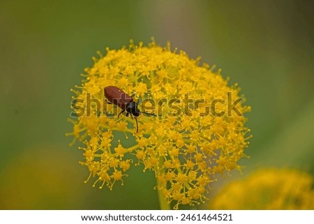 Similar – Image, Stock Photo blooming giant fennel in Sicily
