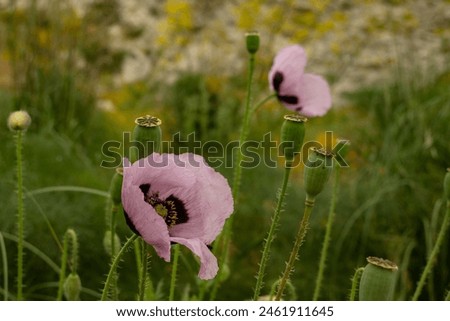 Similar – Foto Bild Feld mit rotvioletten Mohnblüten im Sommer