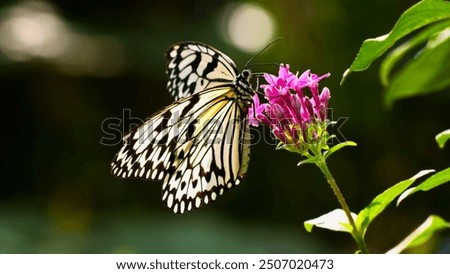 Similar – Foto Bild Ein Schmetterling sitzt auf einer Hand