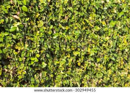 The Green Creeper Plant on a brick wall. selective focus