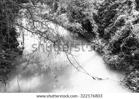the rivulet in the jungle black and white background