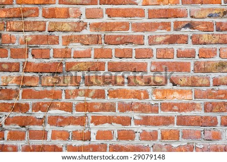 brick old wall with the vine