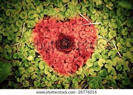 red rose and heart symbol on Ground Ivy background