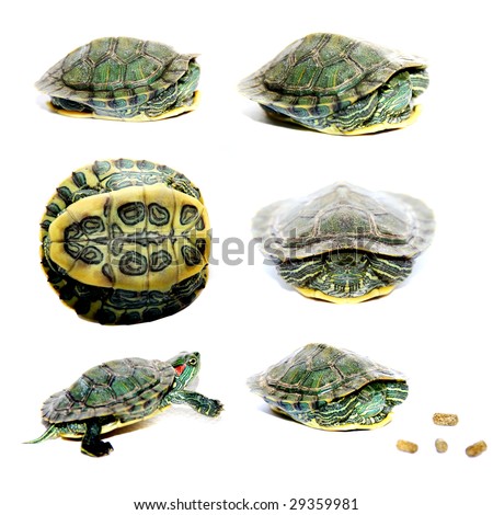 Green Brazil Turtles Stock Photo 29359981 : Shutterstock