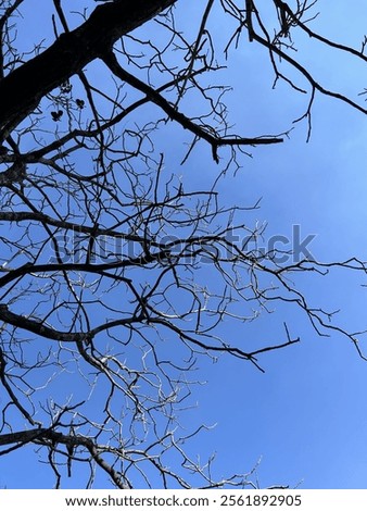 Similar – Image, Stock Photo Climate change | bare patches in the Harz Mountains