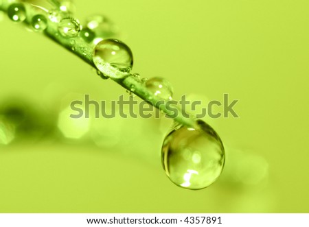 waterdroplets about to fall from a green leaf (shallow DOF)