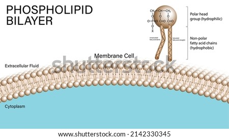 Phospholipid Bilayer - Membrane Cell - Microbiology - Histology Stock foto © 