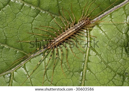 house centipede with thirty feet on a green leaf