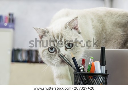 An image of a white cat playing pencils and pens