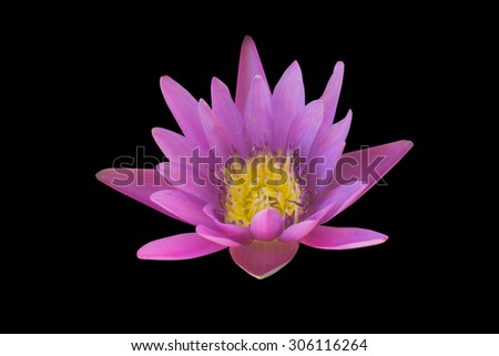 Single lotus flower isolated on black background
