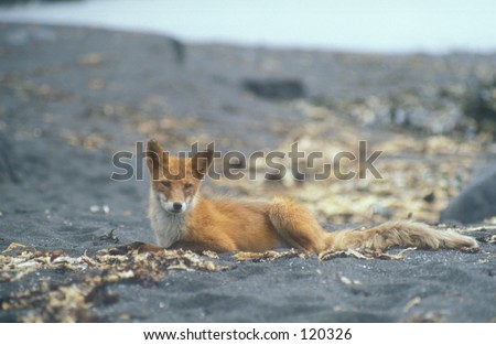 Red fox. Pacific coast of the Kunashir Island, south Kurile Islands