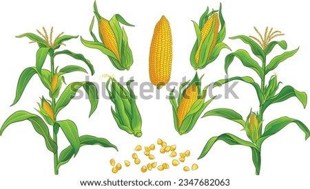 Corn plant and corn. Best collection set of sweet corn cob and grains. Vector of sweet corn crop farm.