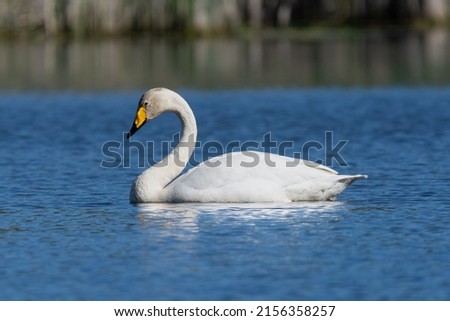 Similar – Image, Stock Photo swan lake Swan White Water