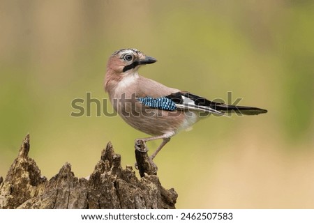 Similar – Foto Bild Eichelhäher Umwelt Natur