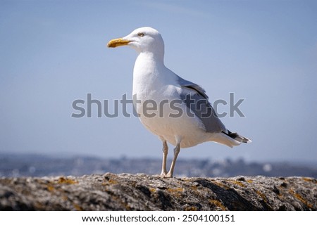 Foto Bild Die Möwe sitzt auf einem Dach und genießt die tiefstehende Sonne