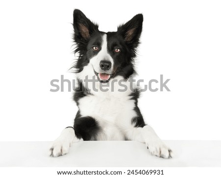 Similar – Image, Stock Photo cute border collie dog and two women legs relaxing in a van. travel concept