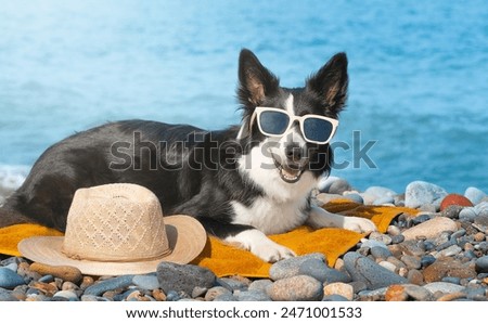 Image, Stock Photo Cute dog near sea beach