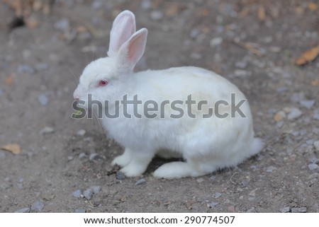 rabbit animal