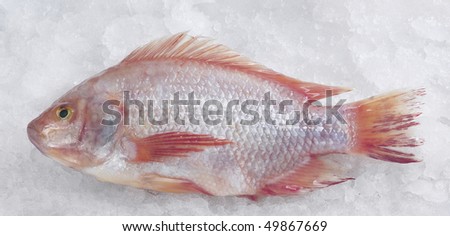 Red snapper fish/ Talapia merah