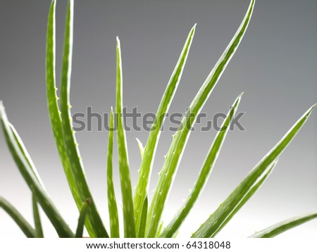 Close up shot of Aloe Vera isolated on plain background