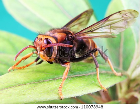Black and Yellow Asian Hornet on a Green Leaf