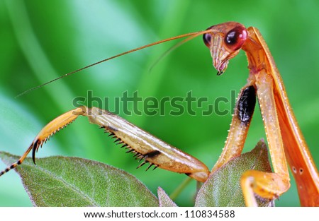 Praying Mantis on a Green Leaf in extreme close-up