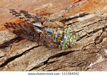 Green Cicada Camouflaged against Textured Tree Bark