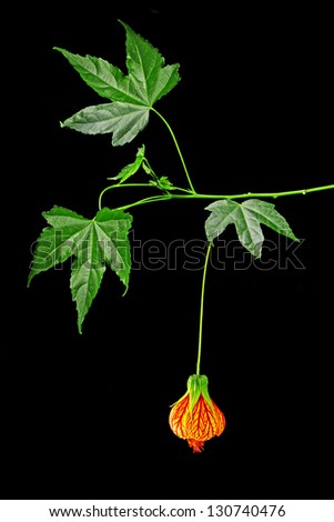 Beautiful Red and Yellow Flowering Maple (also known as Chinese Lantern) isolated on black
