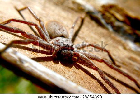 Huntsman spider native to Australia