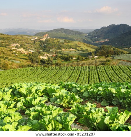 Fresh green vegetables in a beautiful field in rural China