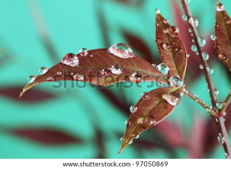 Red Leaves with Dew Drops