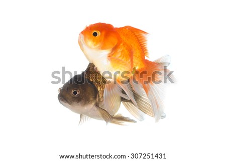 Gold fish and Black Goldfish Isolated on White Background