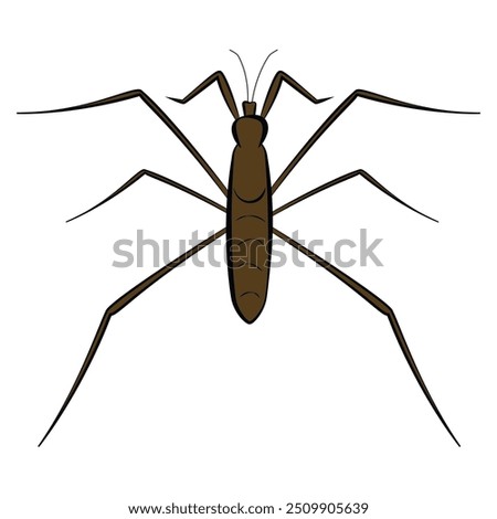 water strider vector icon isolated on white background