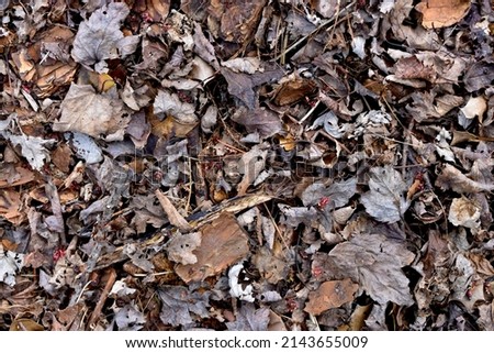 Similar – Image, Stock Photo Rotting leaves Decompose