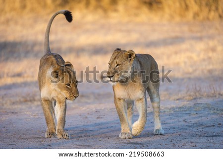 An adult Lioness and her sub adult cub walking in the first golden light of morning.