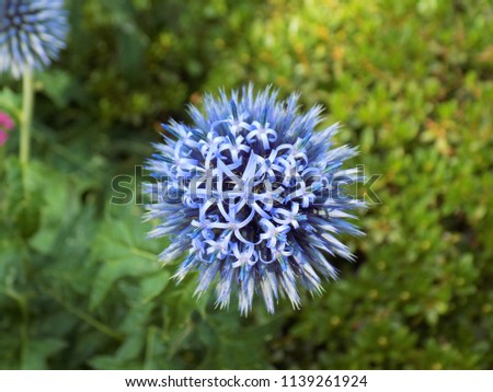 Similar – Image, Stock Photo blue globe thistle, a real bee magnet