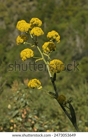 Image, Stock Photo blooming giant fennel in Sicily