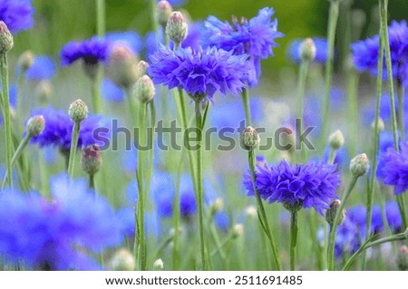 Similar – Image, Stock Photo Blue flowers cornflowers. summer. field with flowers