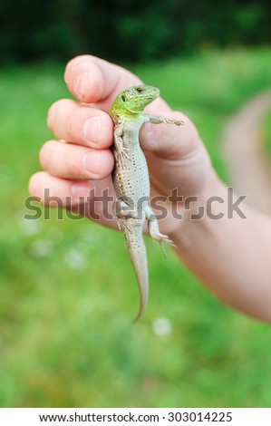 Green lizard in hands of the person. Small reptile. Sharping only on eyes.