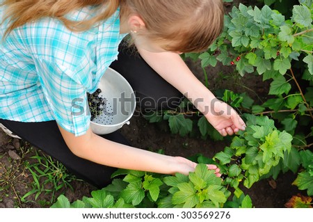 The girl reaps a crop on a farm. Gathering berries of currant in the field.