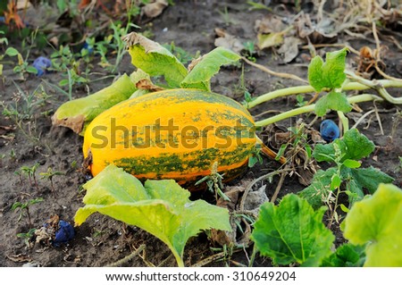 Cultivation of vegetable marrows on a kitchen garden. A crop on a site. Pumpkin grows on a kitchen garden.