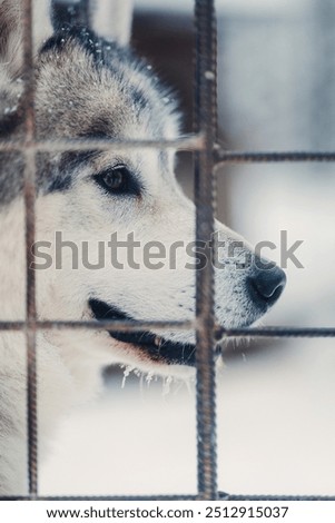 Similar – Foto Bild hinter Gittern Winter Eis