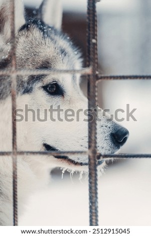 Similar – Foto Bild hinter Gittern Winter Eis