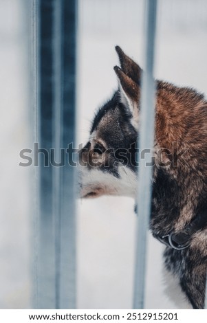 Foto Bild hinter Gittern Winter Eis